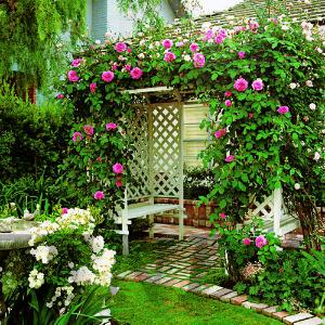 arbor-roses-m-m